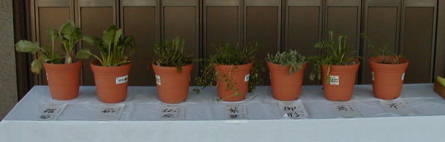 「七草祭」　七草の鉢植えが置いてありました。